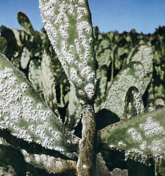 Festival Musa México. Ciclo de conferencias: El tinte que creó un paisaje y la plaga que lo transforma