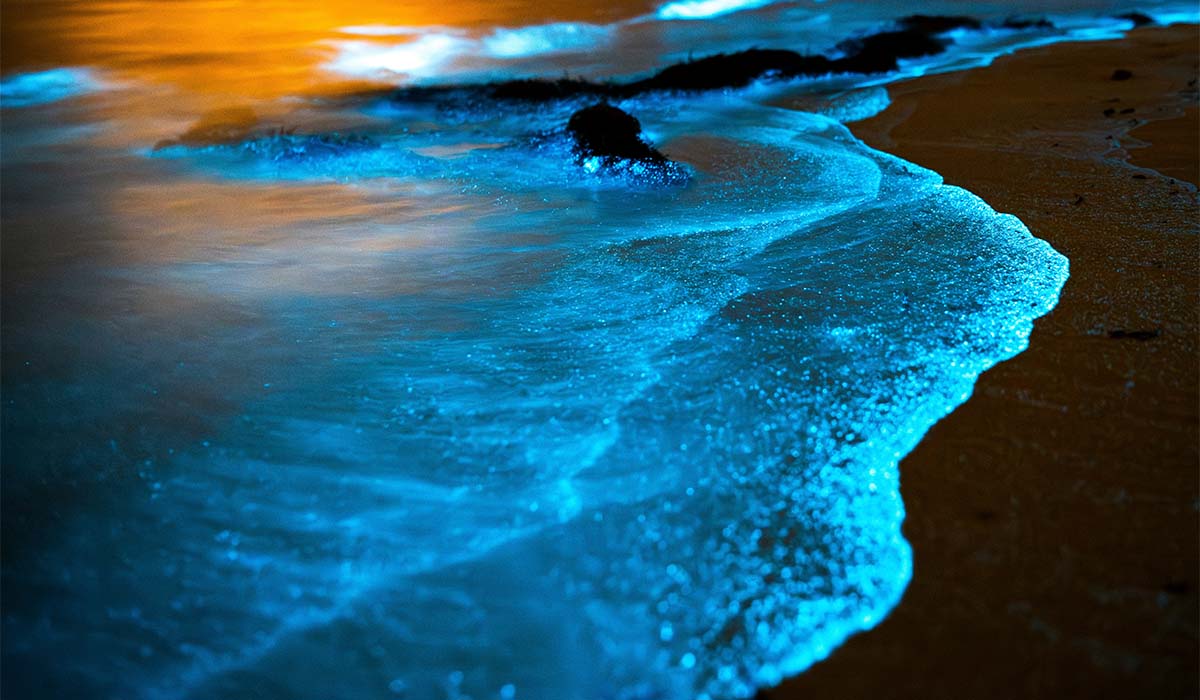 Bioluminiscencia marina