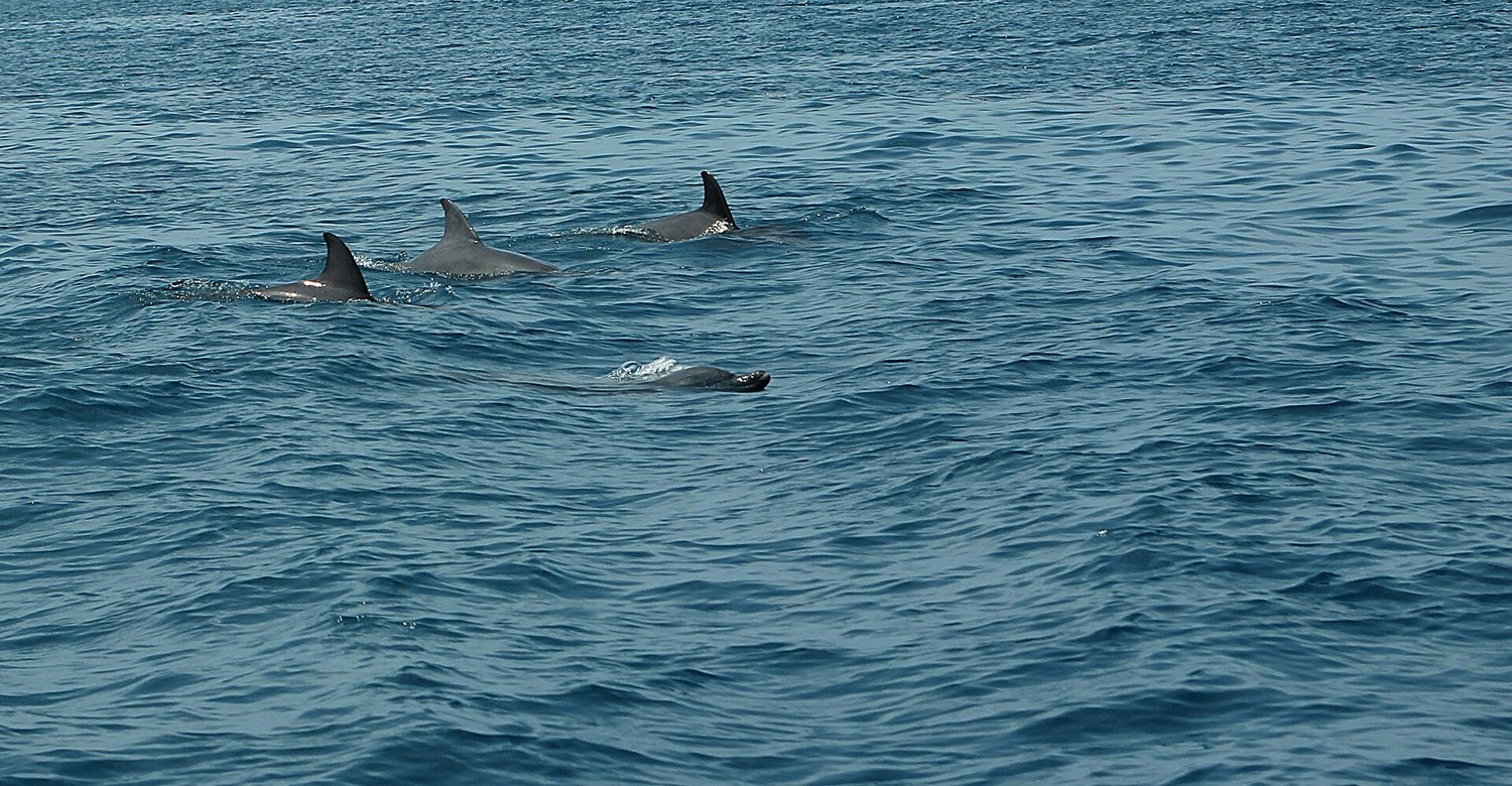 Delfines mulares (residentes)