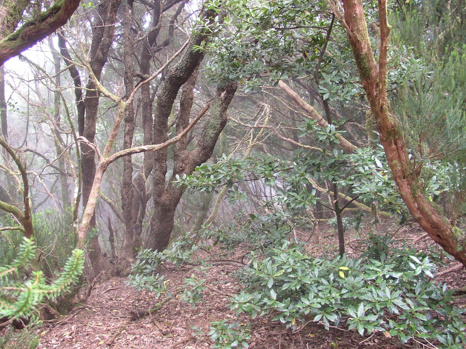 Laurisilva de Anaga