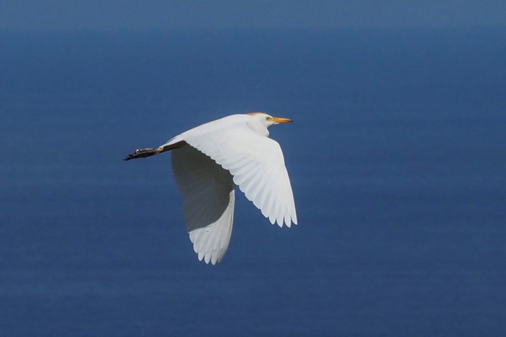 Paso migratorio de aves (otono)