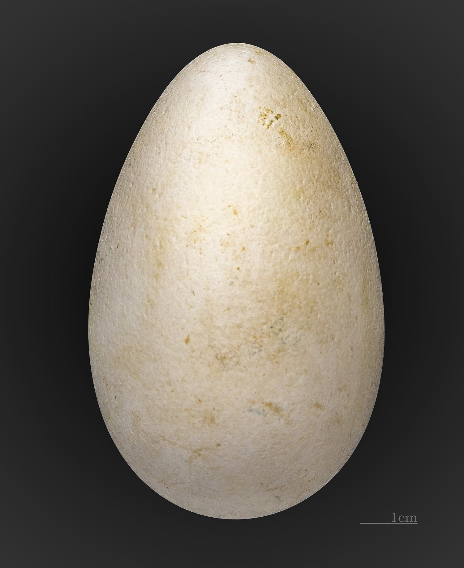 Pardela cenicienta