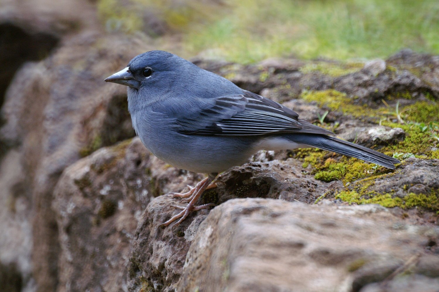 Pinzon azul del Teide