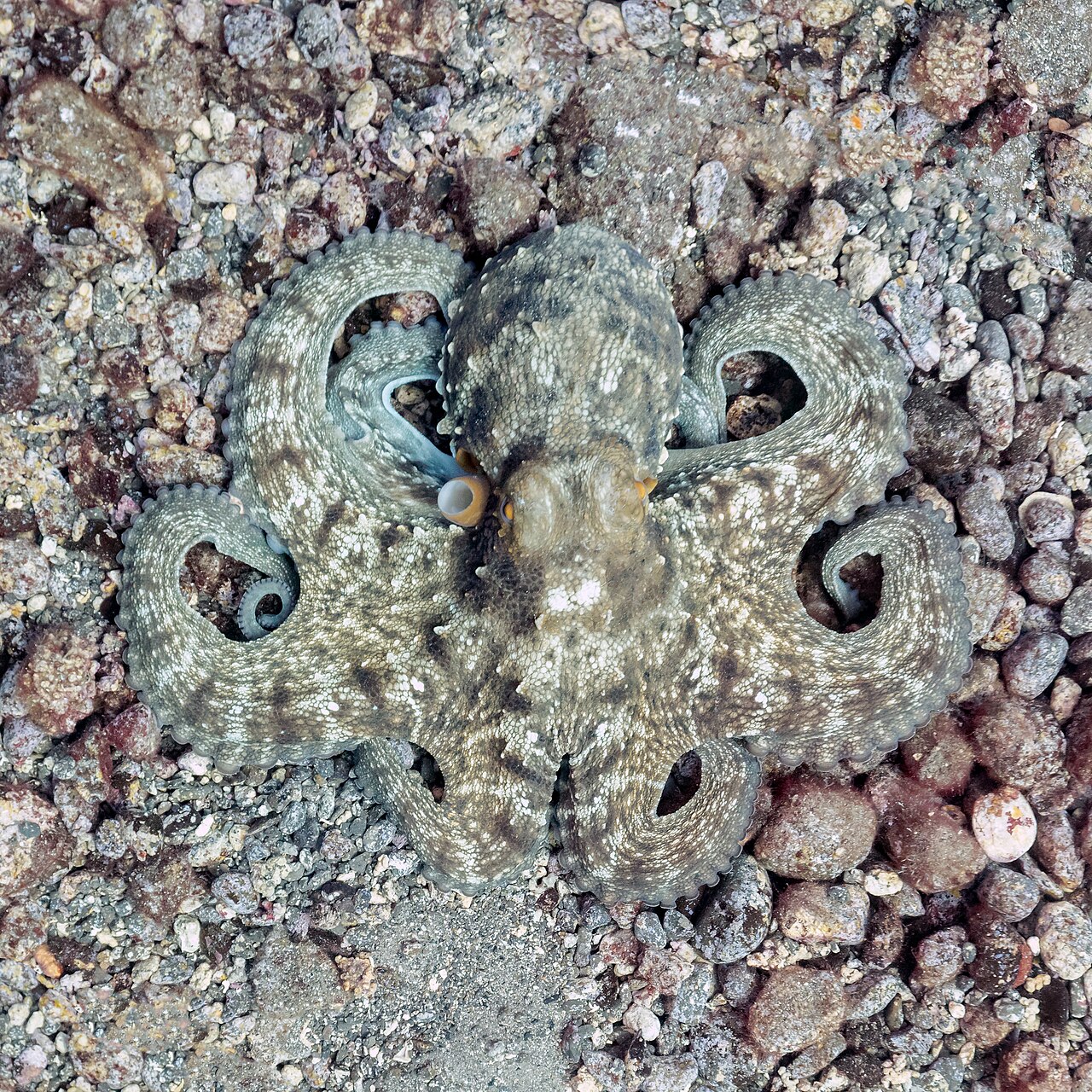 Pulpo y vida de charcos