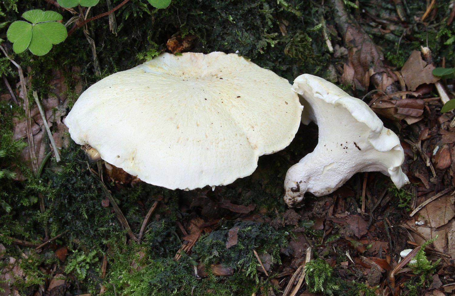 Setas de otono
