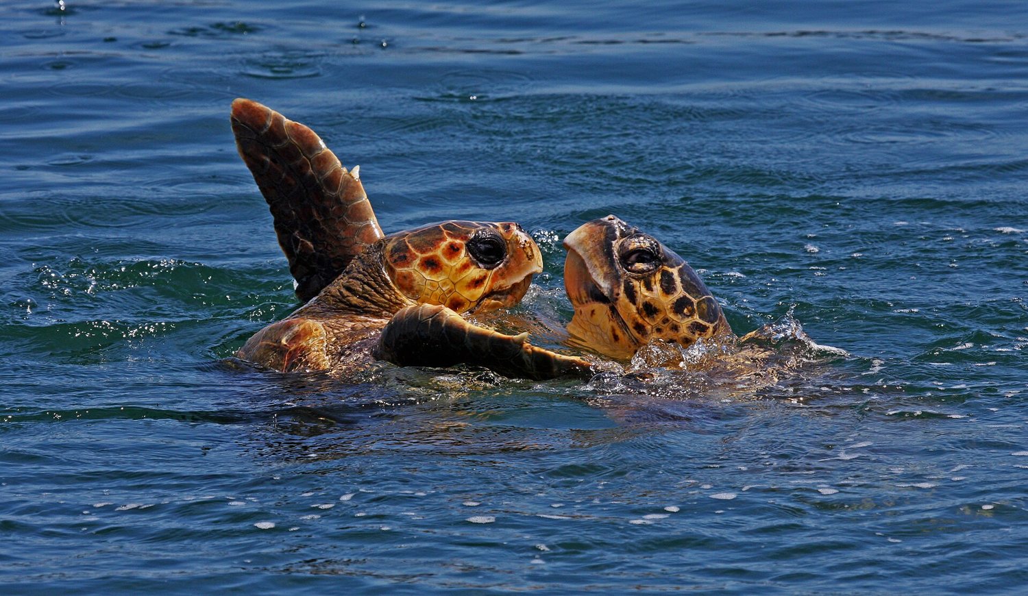 Tortuga boba